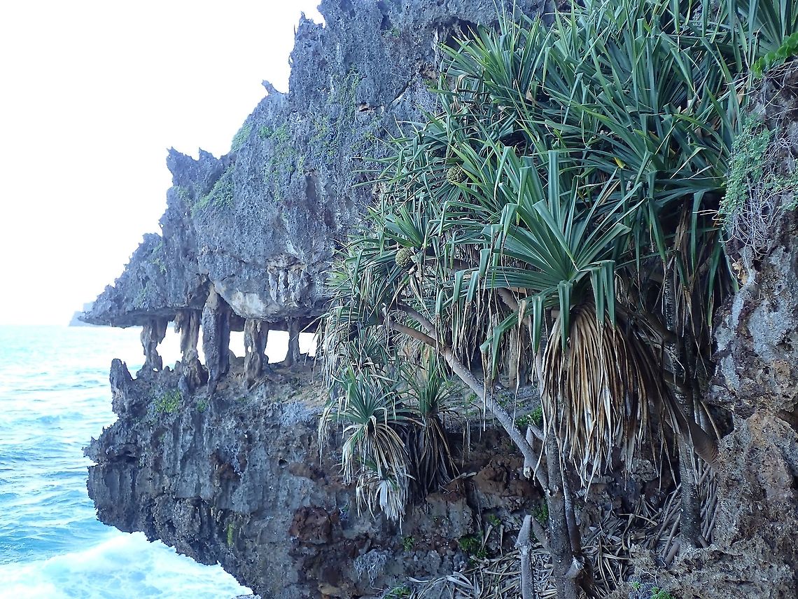 Thatch Screwpine - Pandanus tectorius  French Polynesia,Pandanus,Pandanus tectorius,Plant,Tahiti,Thatch Screwpine