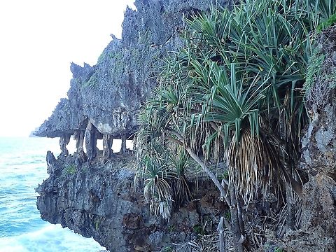 Thatch Screwpine - Pandanus tectorius  French Polynesia,Pandanus,Pandanus tectorius,Plant,Tahiti,Thatch Screwpine
