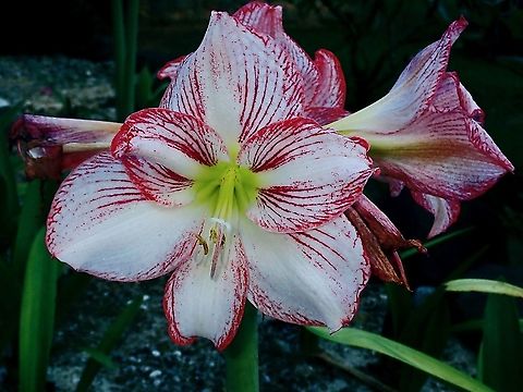 Flower - Hippeastrum hybridum Seen in the garden of the resort I was staying at. Flower,French Polynesia,Hippeastrum hybridum,Tahiti