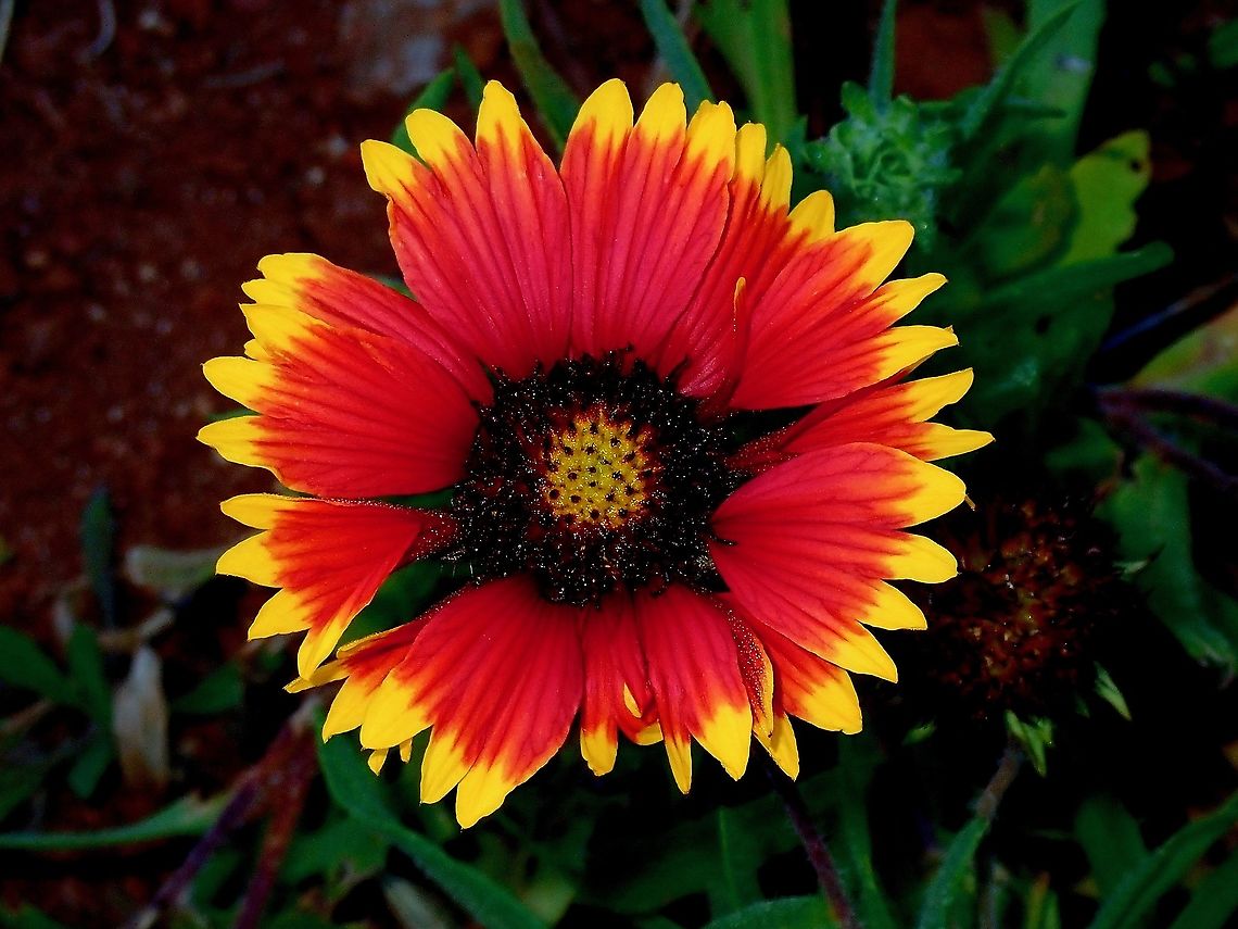 Indian Blanket - Gaillardia pulchella  Flower,French Polynesia,Gaillardia pulchella,Indian Blanker,Indian blanketflower,Tahiti