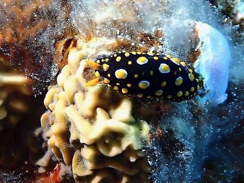 Nudibranch - Phyllidia carlsonhoffi  Carlsonhoff's Phyllidia,French Polynesia,Nudibranch,Phyllidia carlsonhoffi,Tahiti