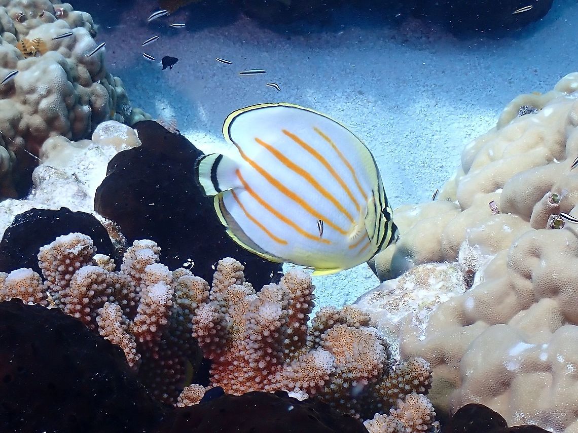 Ornate Butteflyfish - Chaetodon ornatissimus  Butterflyfish,Chaetodon ornatissimus,Fish,French Polynesia,Ornate Butterflyfish,Tahiti