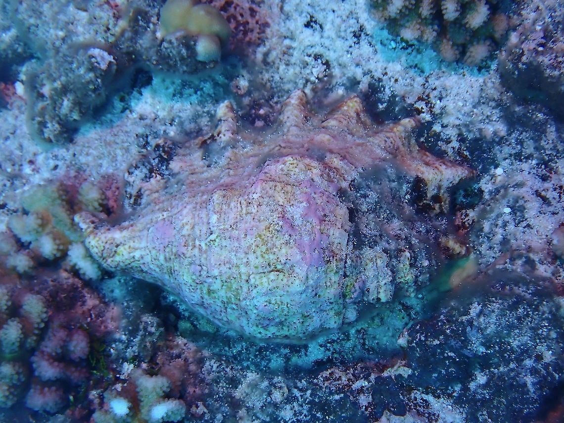 Rock or Shell? When not disturbed, this Giant Spider Conch are well camouflage among  the coral rocks/blocks.<br />
<br />
<figure class="photo"><a href="https://www.jungledragon.com/image/96310/popular_shells.html" title="Popular Shells"><img src="https://s3.amazonaws.com/media.jungledragon.com/images/2994/96310_thumb.jpeg?AWSAccessKeyId=05GMT0V3GWVNE7GGM1R2&Expires=1759968010&Signature=be8UtgdGhDcgYnAKyyhYgSLnk8I%3D" width="200" height="152" alt="Popular Shells Giant Spider Conch - Lambis truncata is the largest and heaviest of spider shells, up to 40 cm.  The underside of the shell shows its true beauty, which makes it popular among collectors or souvenir hunters.<br />
<br />
https://www.jungledragon.com/image/96309/rock_or_shell.html Conch,French Polynesia,Giant Spider Conch,Lambis truncata,Spider Conch,Tahiti" /></a></figure> Conch,French Polynesia,Giant Spider Conch,Lambis truncata,Spider Conch,Tahiti