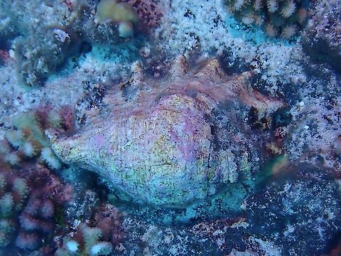 Rock or Shell? When not disturbed, this Giant Spider Conch are well camouflage among the coral rocks/blocks.
https://www.jungledragon.com/image/96310/popular_shells.html Conch,French Polynesia,Giant Spider Conch,Lambis truncata,Spider Conch,Tahiti