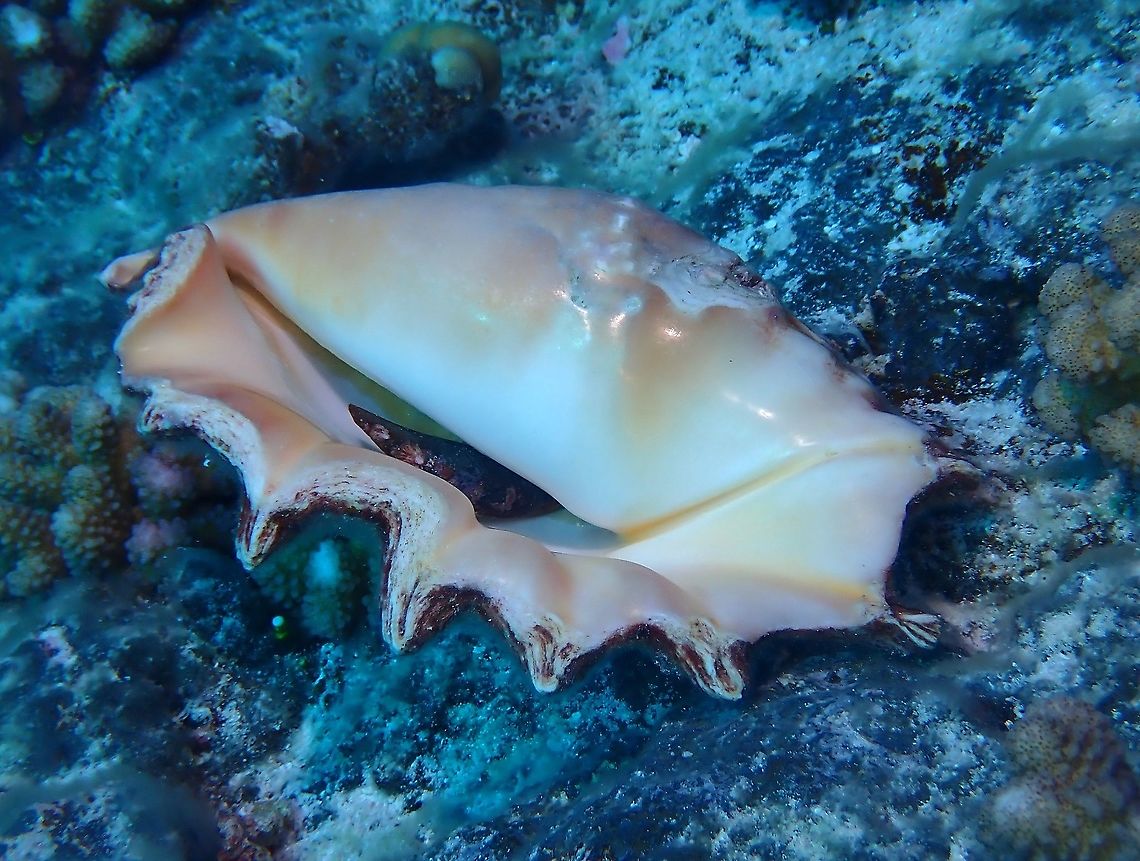 Popular Shells Giant Spider Conch - Lambis truncata is the largest and heaviest of spider shells, up to 40 cm.  The underside of the shell shows its true beauty, which makes it popular among collectors or souvenir hunters.<br />
<br />
<figure class="photo"><a href="https://www.jungledragon.com/image/96309/rock_or_shell.html" title="Rock or Shell?"><img src="https://s3.amazonaws.com/media.jungledragon.com/images/2994/96309_thumb.jpeg?AWSAccessKeyId=05GMT0V3GWVNE7GGM1R2&Expires=1769040010&Signature=%2F33oPajoPB%2B5yTao72So%2FQSNTUk%3D" width="200" height="152" alt="Rock or Shell? When not disturbed, this Giant Spider Conch are well camouflage among  the coral rocks/blocks.<br />
<br />
https://www.jungledragon.com/image/96310/popular_shells.html Conch,French Polynesia,Giant Spider Conch,Lambis truncata,Spider Conch,Tahiti" /></a></figure> Conch,French Polynesia,Giant Spider Conch,Lambis truncata,Spider Conch,Tahiti