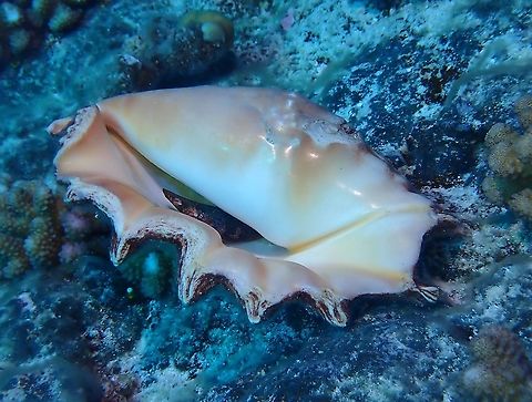 Popular Shells Giant Spider Conch - Lambis truncata is the largest and heaviest of spider shells, up to 40 cm.  The underside of the shell shows its true beauty, which makes it popular among collectors or souvenir hunters.

https://www.jungledragon.com/image/96309/rock_or_shell.html Conch,French Polynesia,Giant Spider Conch,Lambis truncata,Spider Conch,Tahiti