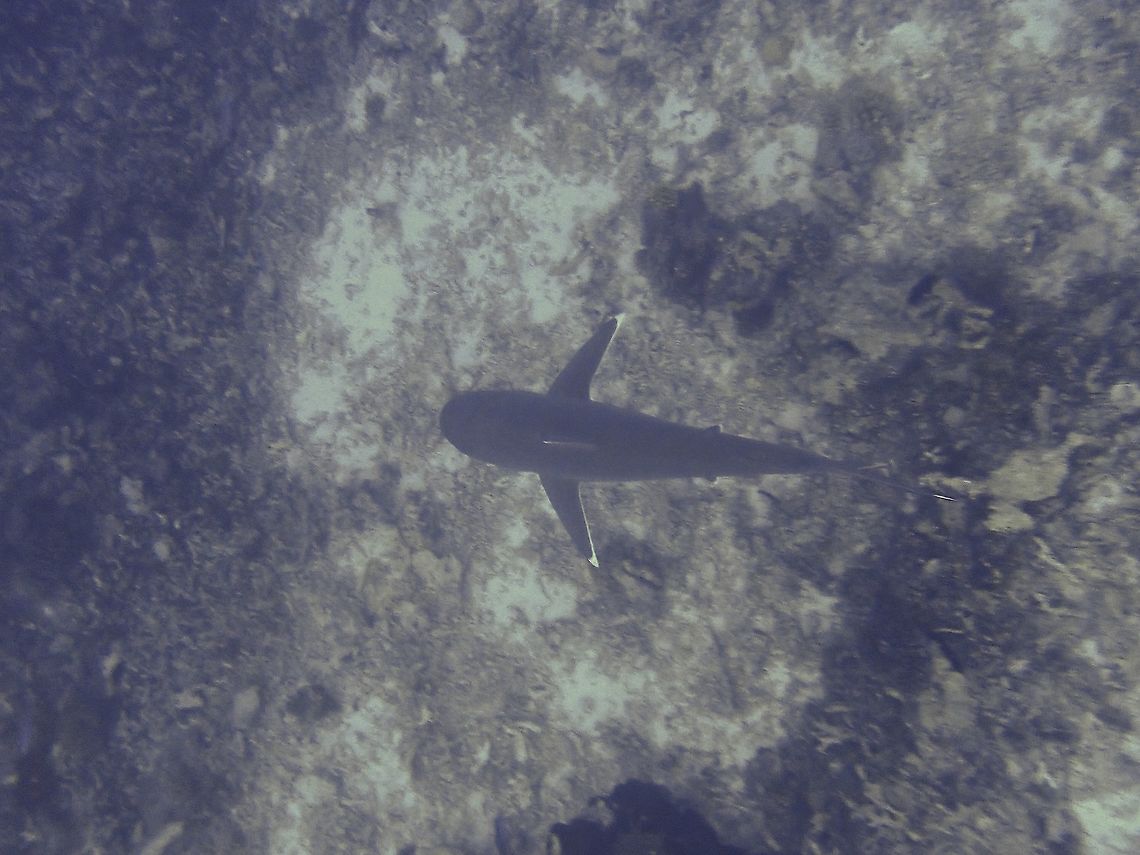 Silver in the Deep This Silvertip Shark was cruising too deep for us to get close to, easily 50+ meters deep. Carcharhinus albimarginatus,Fish,French Polynesia,Shark,Silvertip shark,Tahiti