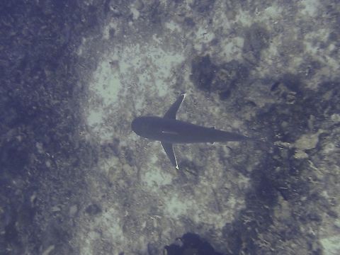 Silver in the Deep This Silvertip Shark was cruising too deep for us to get close to, easily 50+ meters deep. Carcharhinus albimarginatus,Fish,French Polynesia,Shark,Silvertip shark,Tahiti