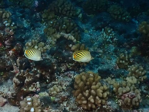 Dot-and-Dash Butterflyfish - Chaetodon pelewensis  Butterflyfish,Chaetodon pelewensis,Dot-and-Dash Butterflyfish,Fish,French Polynesia,Tahiti