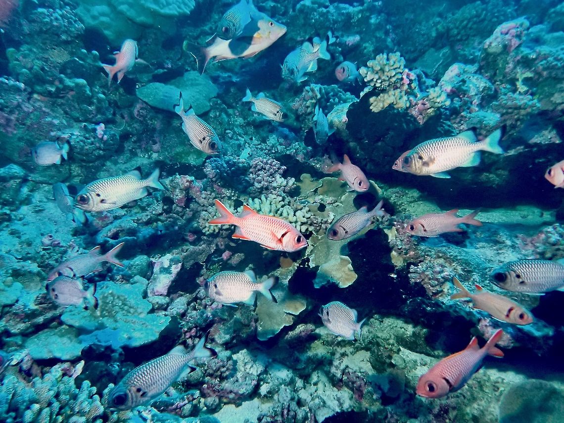 Bigscale Soldierfish - Myripristis berndti  Bigscale Soldierfish,Blotcheye soldierfish,Fish,French Polynesia,Myripristis berndti,Soldierfish,Tahiti
