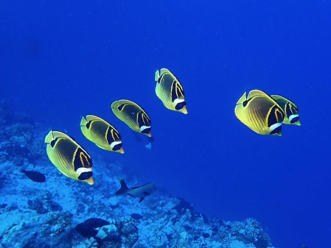 Racing A group of Raccoon Butterflyfish - Chaetodon lunula Butterflyfish,Chaetodon lunula,Fish,French Polynesia,Raccoon Butterflyfish,Tahiti