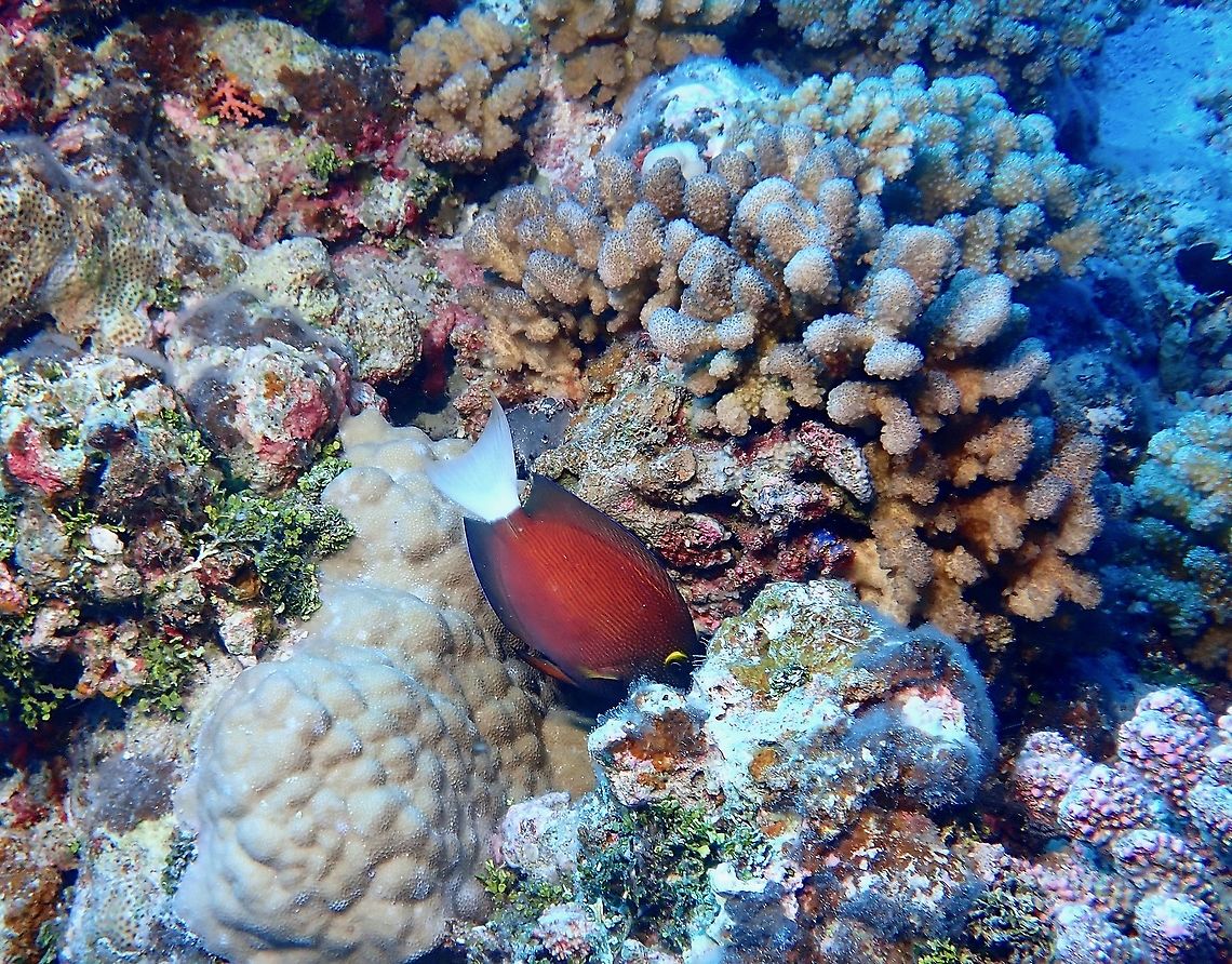 Whitetail Bristletooh - Ctenochaetus flavicauda  Ctenochaetus flavicauda,Fish,French Polynesia,Tahiti,Whitetail Bristletooth