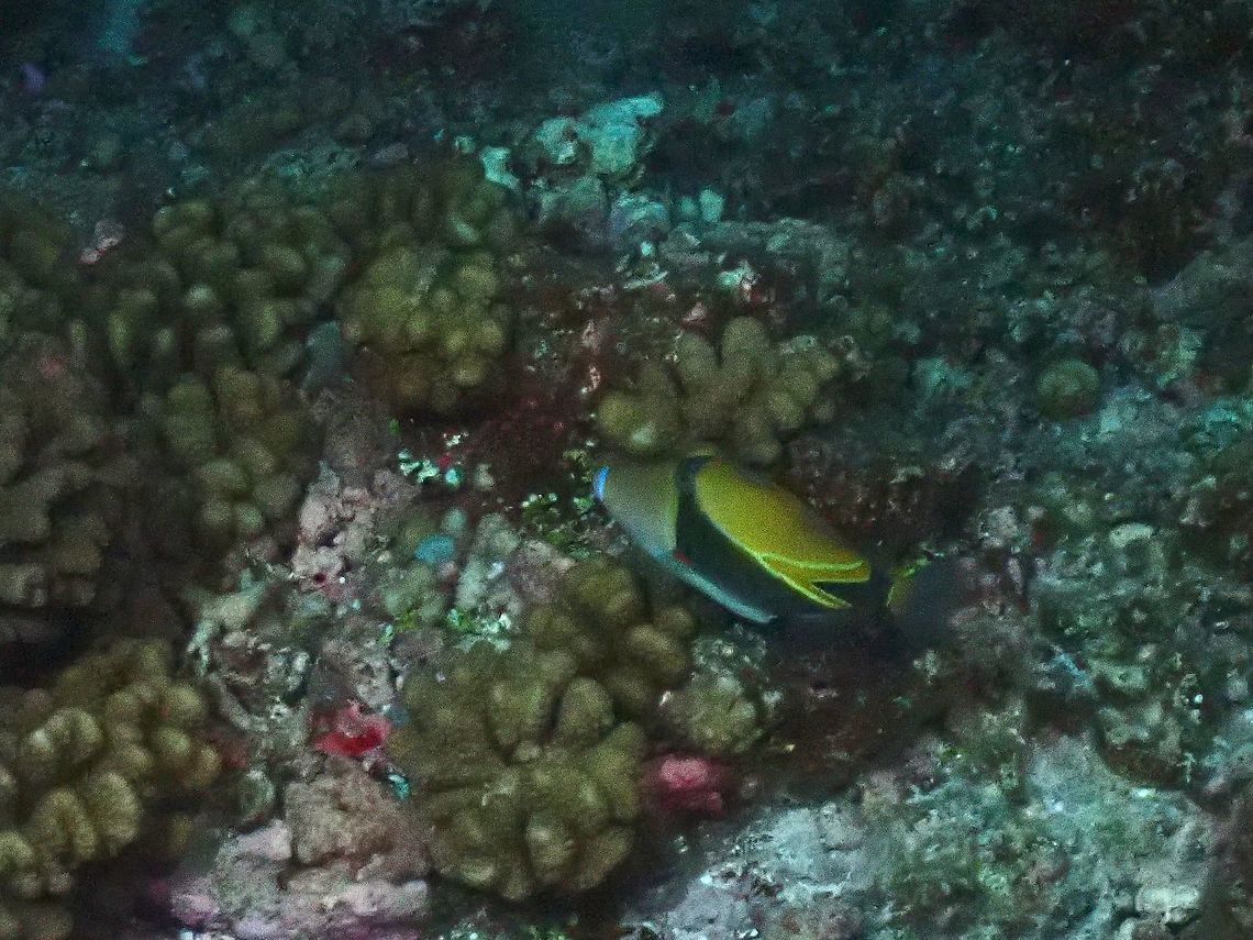 Wedgetail Triggerfish - Rhinecanthus rectangulus This Wedgetail Triggerfish - Rhinecanthus rectangulus was just too shy and hard to get close to, to get a better picture :( Fish,French Polynesia,Reef Triggerfish,Rhinecanthus rectangulus,Tahiti,Triggerfish,Wedgetail Triggerfish