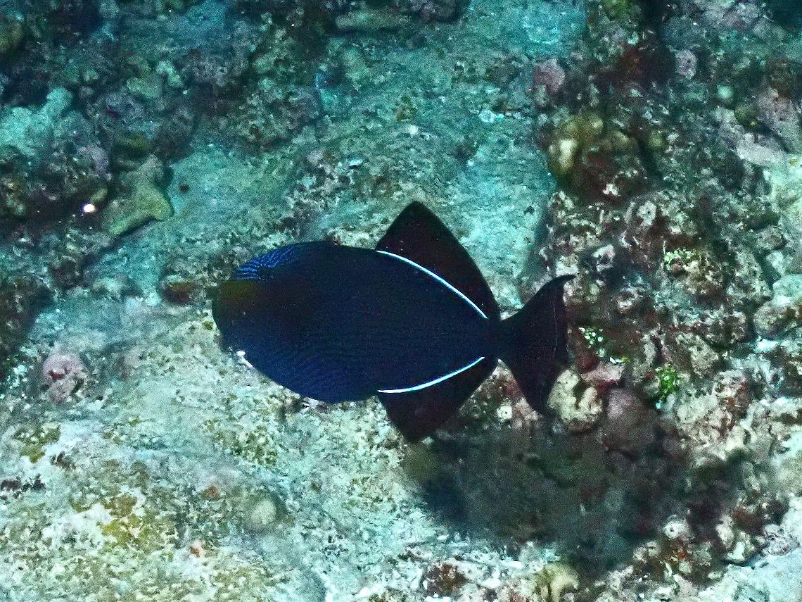Black Triggerfish - Melichthys niger  Black Triggerfish,Fish,French Polynesia,Melichthys niger,Tahiti,Triggerfish