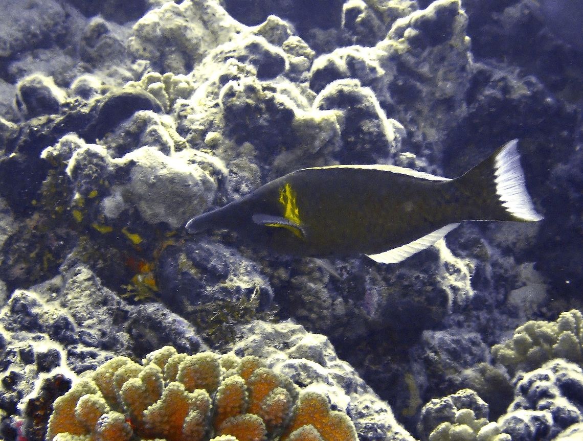 Bird Wrasse - Gomphosus varius  Bird Wrasse,Fish,French Polynesia,Gomphosus varius,Tahiti,Wrasse