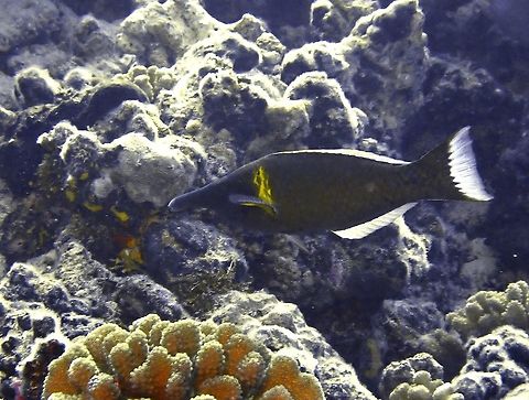 Bird Wrasse - Gomphosus varius  Bird Wrasse,Fish,French Polynesia,Gomphosus varius,Tahiti,Wrasse