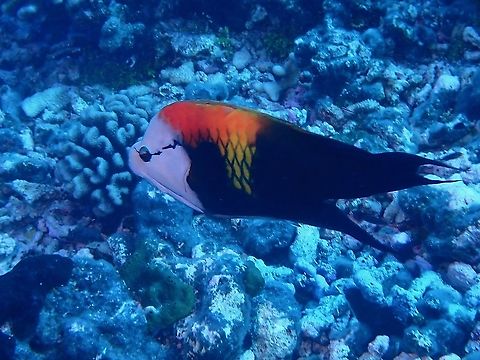 Slingjaw Wrasse - Epibulus insidiator  Epibulus insidiator,Fish,French Polynesia,Slingjaw Wrasse,Tahiti,Wrasse