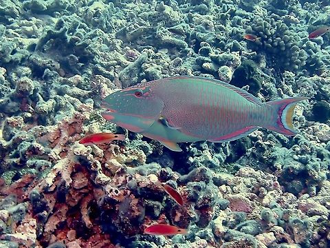 Spotted Parrotfish - Cetoscarus ocellatus  Cetoscarus ocellatus,Fish,French Polynesia,Parrotfish,Spotted Parrotfish,Tahiti