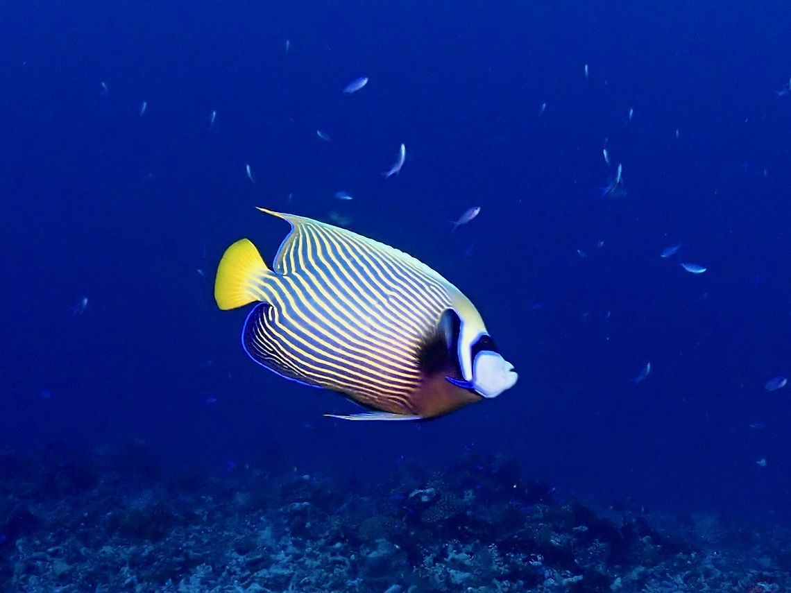 Emperor Angelfish - Pomacanthus imperator  Angelfish,Emperor Angelfish,Fish,French Polynesia,Pomacanthus imperator,Tahiti