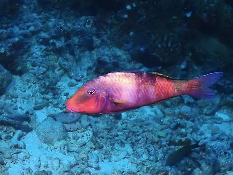 Manybar Goatfish - Parupeneus multifasciatus  Fish,French Polynesia,Goatfish,Manybar Goatfish,Parupeneus multifasciatus,Tahiti