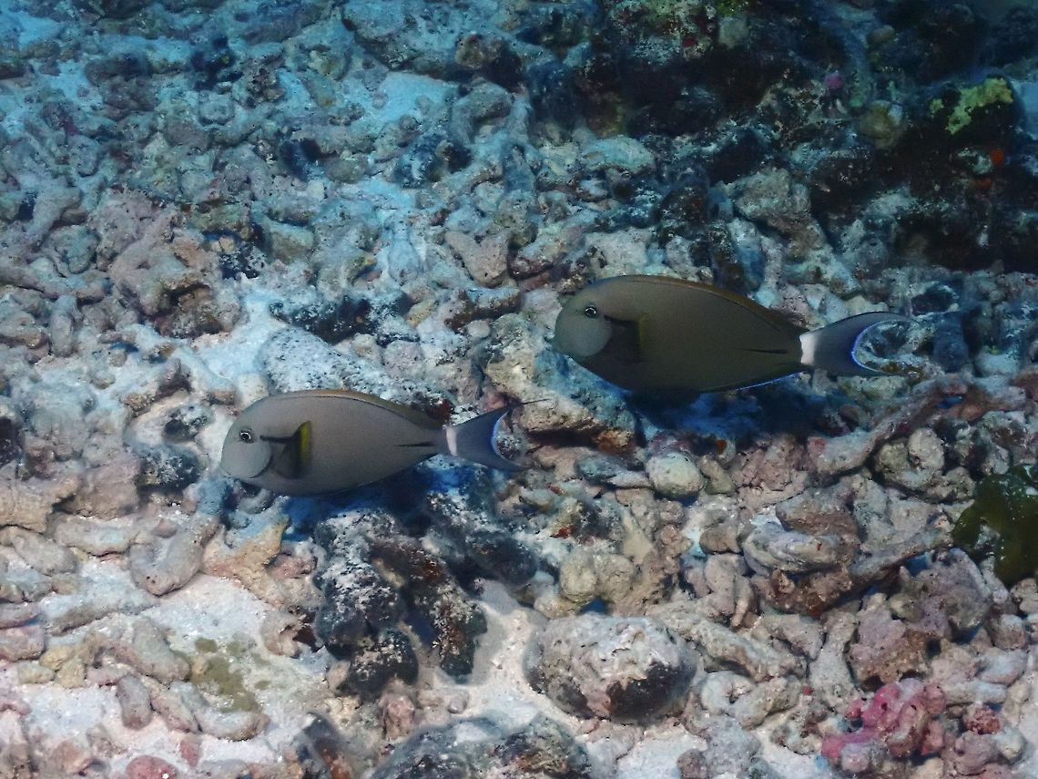 Eyeline Surgeonfish - Acanthurus nigricauda  Acanthurus nigricauda,Fish,French Polynesia,Ringtail Surgeonfish,Surgeonfish,Tahiti