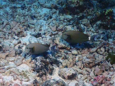 Eyeline Surgeonfish
