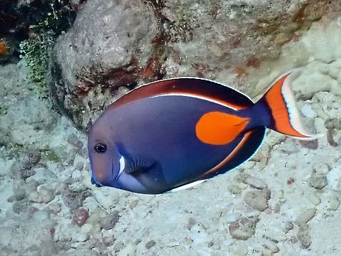 Achilles Tang - Acanthurus achilles This Achilles Tang - Acanthurus achilles is very striking and one of my favourite fish seen during the trip, had to spend lots of time to try to take better pictures of them as usually they are shy and difficult to get close to.
As this fish is quite striking, its also a popular fish in the fish hobby trade, and in US, they can fetch more than US$200 each. Acanthurus achilles,Achilles Tang,Fish,French Polynesia,Tahiti,Tang