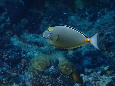 Orange-Spine Unicornfish - Naso lituratus  Fish,French Polynesia,Naso lituratus,Orange-spine Unicornfish,Tahiti,Unicornfish