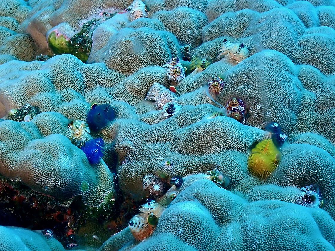 Christmas Tree Worm - Spirobranchus corniculatus This Christmas Tree Worm can comes is great variety of colours. Christmas Tree Worm,French Polynesia,Indo-Pacific Christmas Tree Worm,Spirobranchus corniculatus,Tahiti