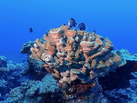 Antler Corals - Pocillopora grandis  Antler Corals,Corals,French Polynesia,Hard Corals,Pocillopora grandis,Stony Corals,Tahiti