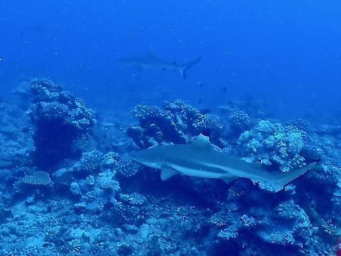 Blacktip Reef Shark - Carcharhinus melanopterus  Blacktip Reef Shark,Carcharhinus melanopterus,Fish,French Polynesia,Shark,Tahiti