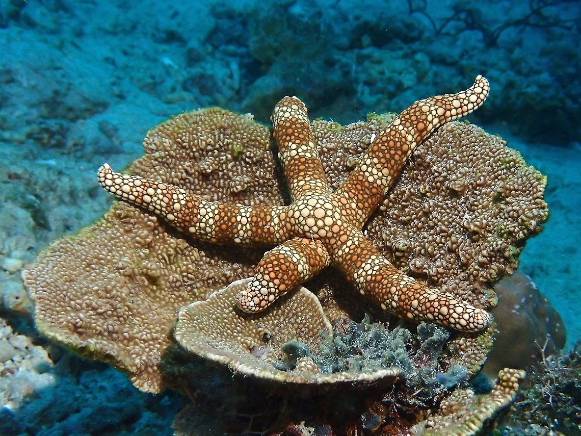 Warty Sea Star - Nardoa tuberculata  Anilao,Batangas,Nardoa tuberculata,Philippines,Sea Star,Warty Sea Star