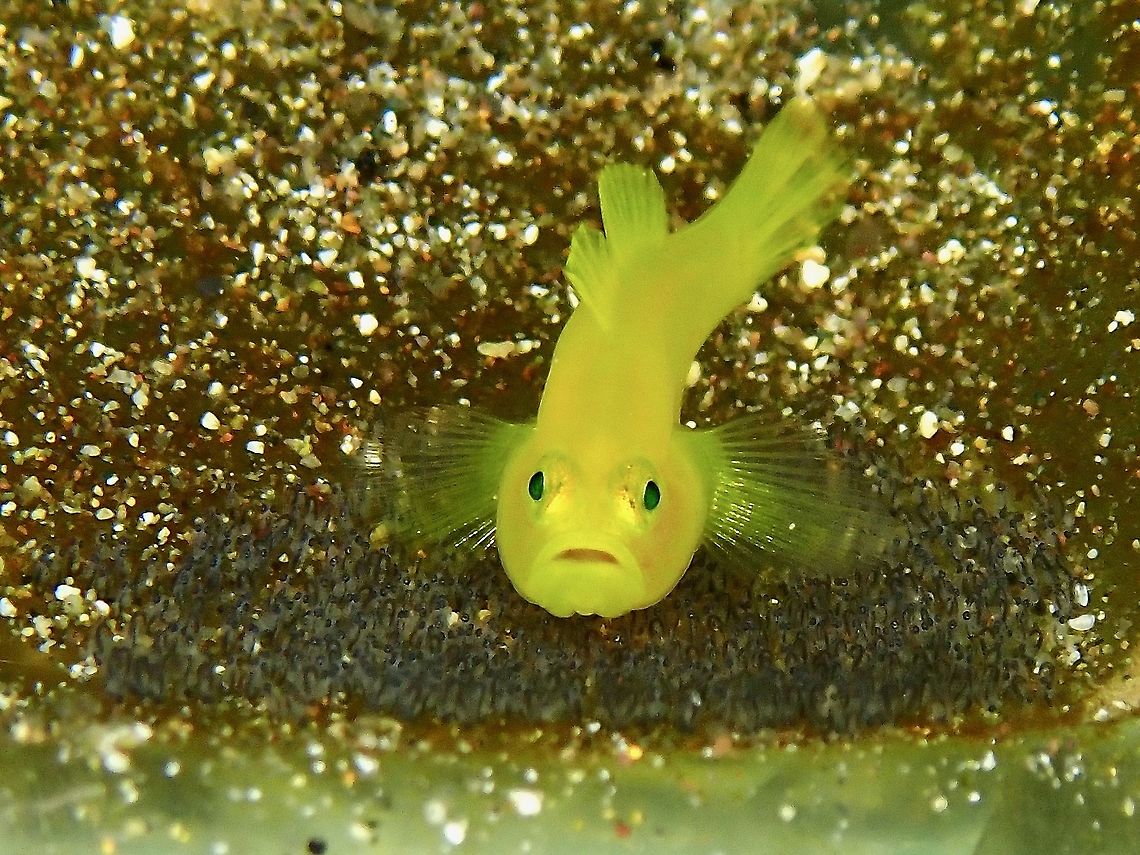 Looking after next generation This Yellow Pygmy Goby deposit their eggs on substrates and they spend time to take care of it by cleaning the sand/dirts that may falls on the eggs and also using the fins to 'wave' to oxgenate the eggs.<br />
<br />
Zoom in the picture to see the tiny embryos. Anilao,Batangas,Fish,Goby,Golden Goby,Lubricogobius exiguus,Philippines,Yellow Goby,Yellow Pygmy Goby