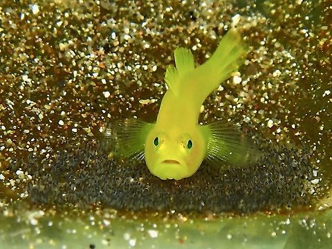 Looking after next generation This Yellow Pygmy Goby deposit their eggs on substrates and they spend time to take care of it by cleaning the sand/dirts that may falls on the eggs and also using the fins to 'wave' to oxgenate the eggs.

Zoom in the picture to see the tiny embryos. Anilao,Batangas,Fish,Goby,Golden Goby,Lubricogobius exiguus,Philippines,Yellow Goby,Yellow Pygmy Goby