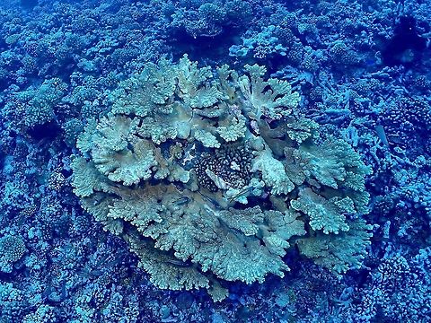Staghorn Corals - Acropora sp  Acropora,Acropora sp,Corals,French Polynesia,Hard Corals,Staghorn Corals,Stony Corals,Tahiti