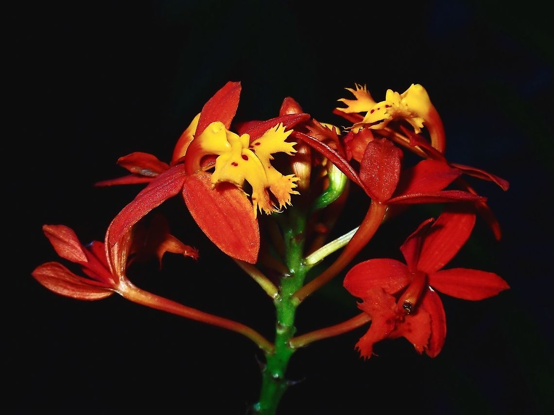 5-STAR! Five-Star Orchid is one of its common name.<br />
<br />
Seen in the garden of the resort I was staying at. Epidendrum radicans,Five-Star Orchid,Flower,French Polynesia,Orchid,Tahiti