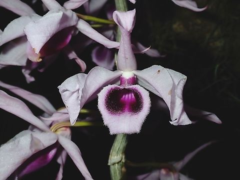 Orchid - Dendrobium anosmum Seen in the garden of the resort I was staying at. Dendrobium anosmum,Flower,French Polynesia,Orchid,Tahiti,Unscented dendrobium