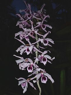 Orchid - Dendrobium anosmum Seen in the garden of the resort I was staying at. Dendrobium anosmum,Flower,French Polynesia,Orchid,Tahiti,Unscented dendrobium