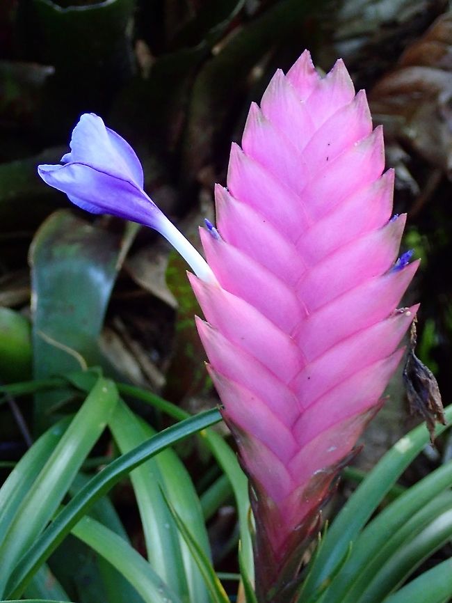 Flowers - Wallisia cyanea Seen in the garden of the resort I was staying at. Flower,French Polynesia,Tahiti,Wallisia cyanea