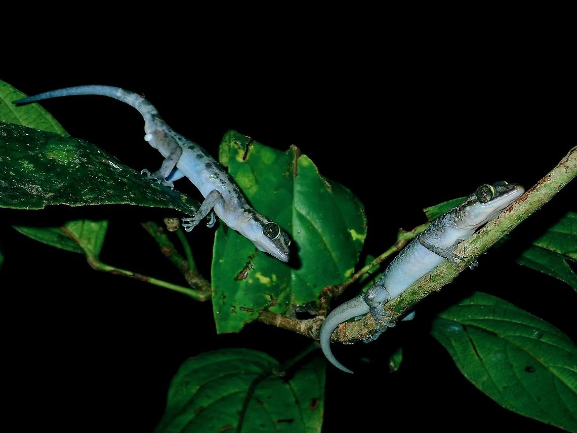 Its a courting game :D The male Sarawak Bent-Toed Gecko - Cyrtodactylus pubisulcus (one the left) was seen pursuing the female (one the right).<br />
<br />
I waited for some time to hopefully see some action, unfortunately they don&#039;t like the Paparazzi and didn&#039;t get to the action :D Bent-Toed Gecko,Brunei,Cyrtodactylus pubisulcus,Gecko,Inger's Bow-fingered Gecko,Sarawak Bent-Toed Gecko