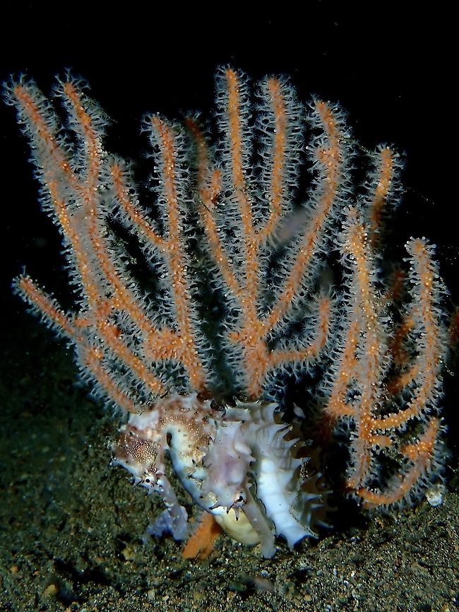 Courting Thorny Seahorses :D Saw this pair of Thorny Seahorse - Hippocampus histrix during dives over a few days. During day time, they were not together but still close to each other.  Then on a night dive, saw them hanging out together at the base of seafan and they seems to be courting.<br />
<br />
Watch the video here, do turn on your sound :D<br />
<br />
<section class="video"><iframe width="448" height="282" src="https://www.youtube-nocookie.com/embed/wTCFPIBDIwg?hd=1&autoplay=0&rel=0" frameborder="0" allowfullscreen></iframe></section> Anilao,Batangas,Hippocampus histrix,Philippines,Seahorse,Spiny seahorse,Thorny Seahorse