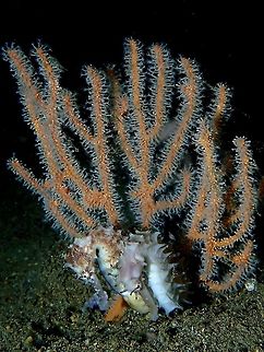 Courting Thorny Seahorses :D Saw this pair of Thorny Seahorse - Hippocampus histrix during dives over a few days. During day time, they were not together but still close to each other.  Then on a night dive, saw them hanging out together at the base of seafan and they seems to be courting.

Watch the video here, do turn on your sound :D

https://www.youtube.com/watch?v=wTCFPIBDIwg Anilao,Batangas,Hippocampus histrix,Philippines,Seahorse,Spiny seahorse,Thorny Seahorse