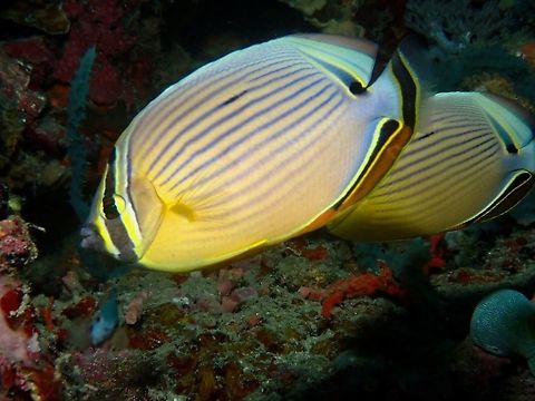 Redfin Butterdflyfish - Chaetodon lunulatus  Anilao,Batangas,Butterflyfish,Chaetodon lunulatus,Fish,Red-finned Butterflyfish