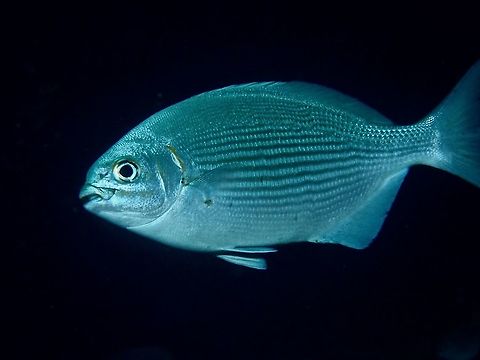 Brassy/Lowfin Drummer - Kyphosus vaigiensis Silvery gray with narrow bronzy stripes; rear dorsal fin not elevated; outer edge of anal fin aligns with outer edge of upper tail lobe. Anilao,Batangas,Brassy Drummer,Drummer,Fish,Kyphosus vaigiensis,Lowfin Drummer,Philippines