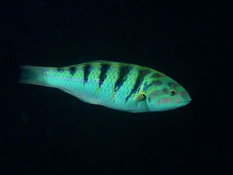 Sixbar Wrasse - Thalassoma hardwicke Pale green to whitish with 5-6 black saddles that gradually decrease in size towards tail; pink bands on head, purple to black band on rear edge of gill cover. Anilao,Batangas,Fish,Philippines,Sixbar wrasse,Thalassoma hardwicke,Wrasse