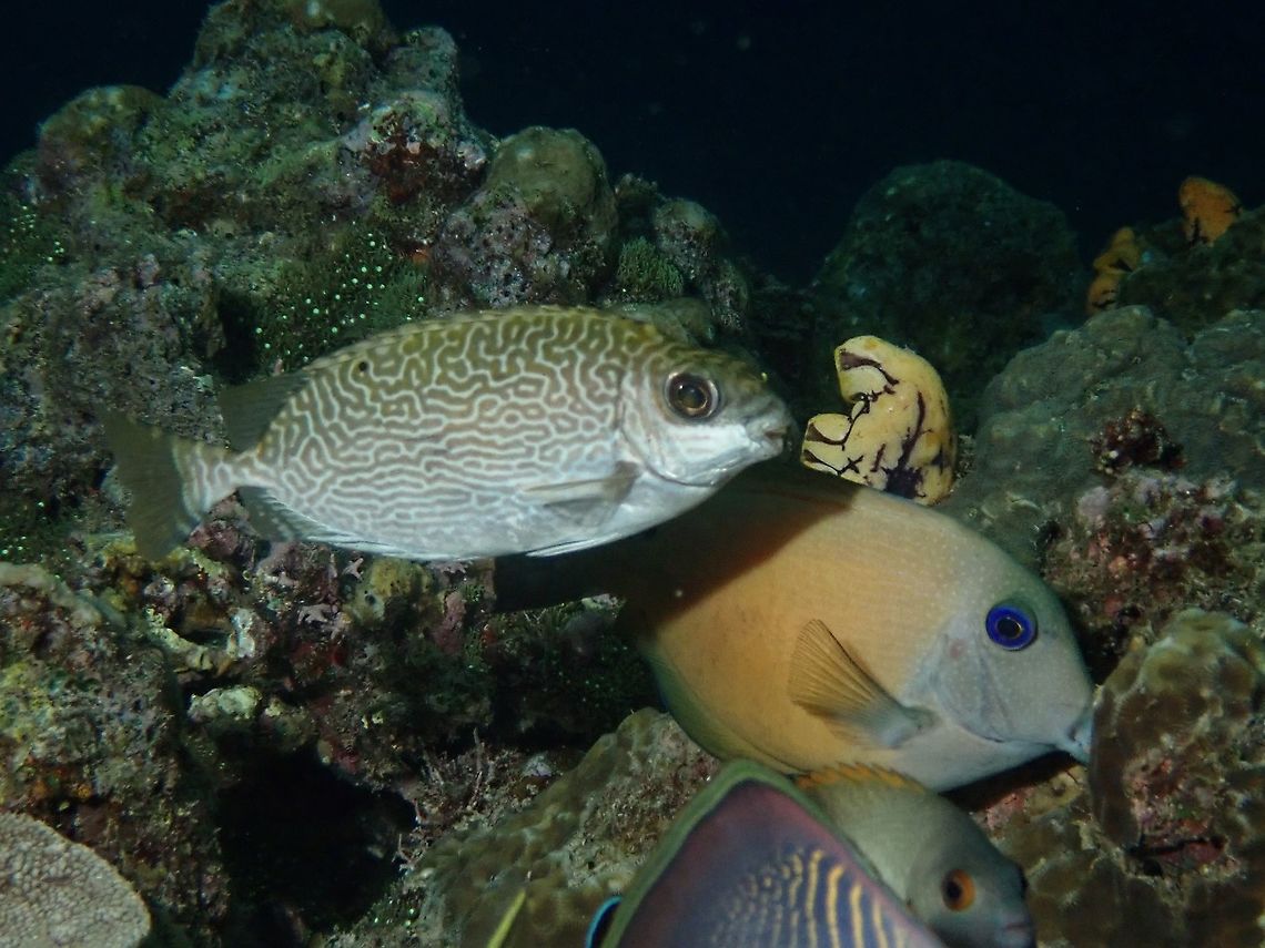 Scribbled Rabbitfish - Siganus spinus  Fish,Mabul,Malaysia,Rabbitfish,Sabah,Scribbled Rabbitfish,Siganus spinus