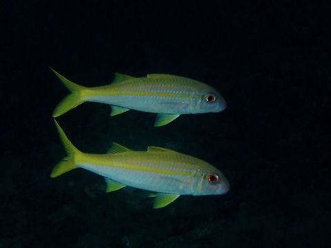 Yellow Goatfish - Mulloidichthys vanicolensis  Anilao,Batangas,Fish,Goatfish,Mulloidichthys vanicolensis,Philippines,Yellowfin Goatfish