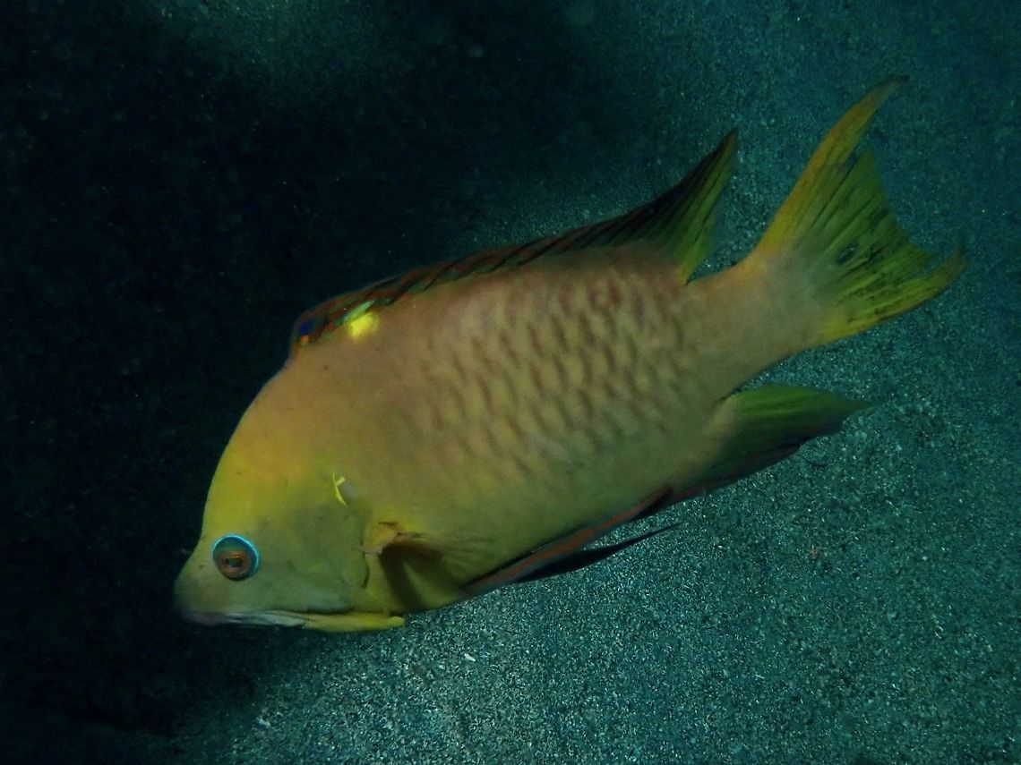 Latent Slingjaw Wrasse - Epibulus brevis They are called Slingjaw Wrasse as they have long jaws, the rearmost part of the jaw extends almost to the base of the pelvic fins, which it can protrude. The male latent sling-jaw wrasse is brown with a yellow throat, yellowish lobes of the tail and a yellow marking at the gill slit. Anilao,Batangas,Epibulus brevis,Fish,Latent Slingjaw Wrasse,Philippines,Slingjaw Wrasse