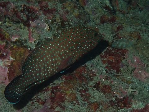 Bluespotted Grouper - Cephalopholis cyanostigma  Anilao,Batangas,Bluespotted Grouper,Bluespotted hind,Cephalopholis cyanostigma,Fish,Grouper