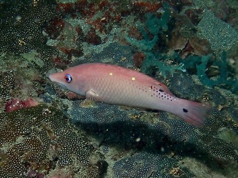 Redfin Hogfish - Bodianus dictynna  Anilao,Batangas,Bodianus dictynna,Hogfish,Philippines,Redfin Hogfish